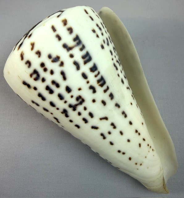 Large Conus Leopardus 129.6mm Cone Shell Indo-Pacific Collector with data