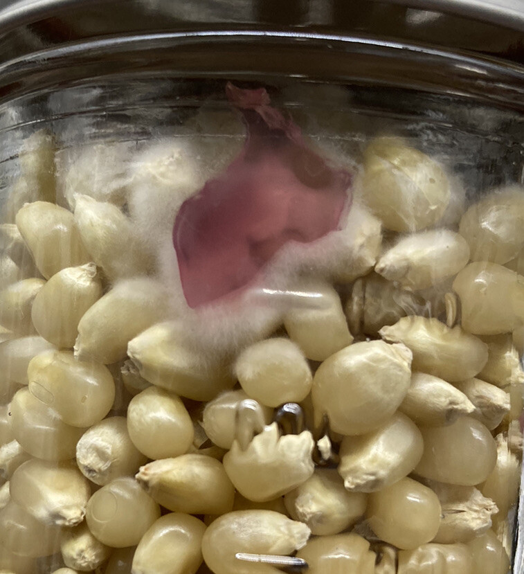(2) Half Pint Jars - Sterilized Corn for Grain Spawn - Grow Great Grain Spawn