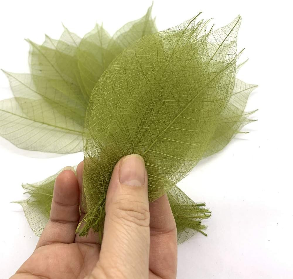 100 Pcs 4-5 Inch Olive Green Skeleton Leaves Rubber Tree Natural Scrapbook Cr...
