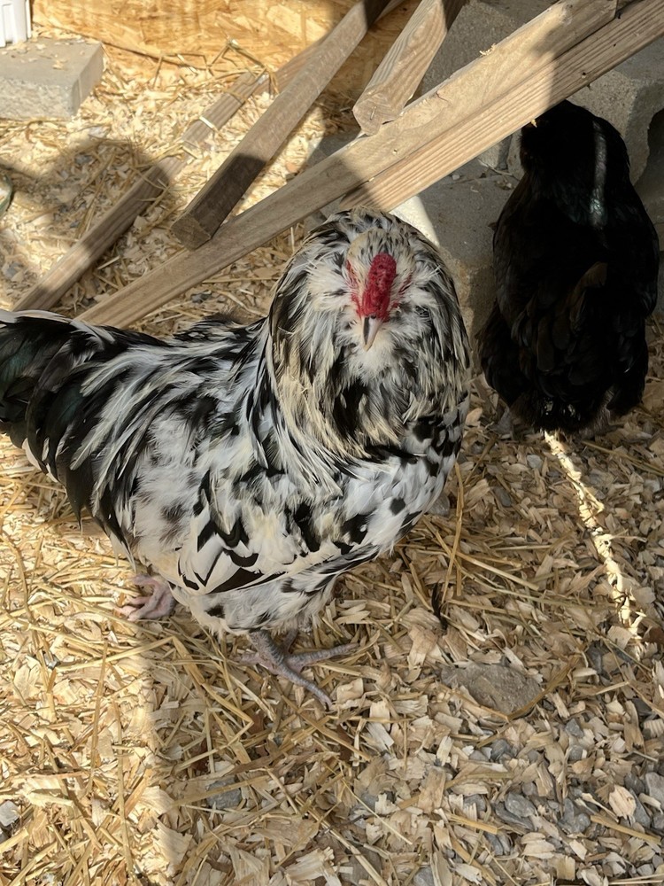 Ermine Americana Hatching Eggs