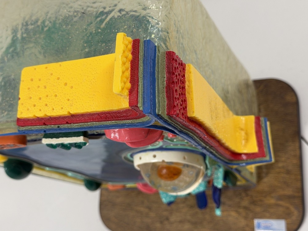 STACO Deluxe Plant Cell Model