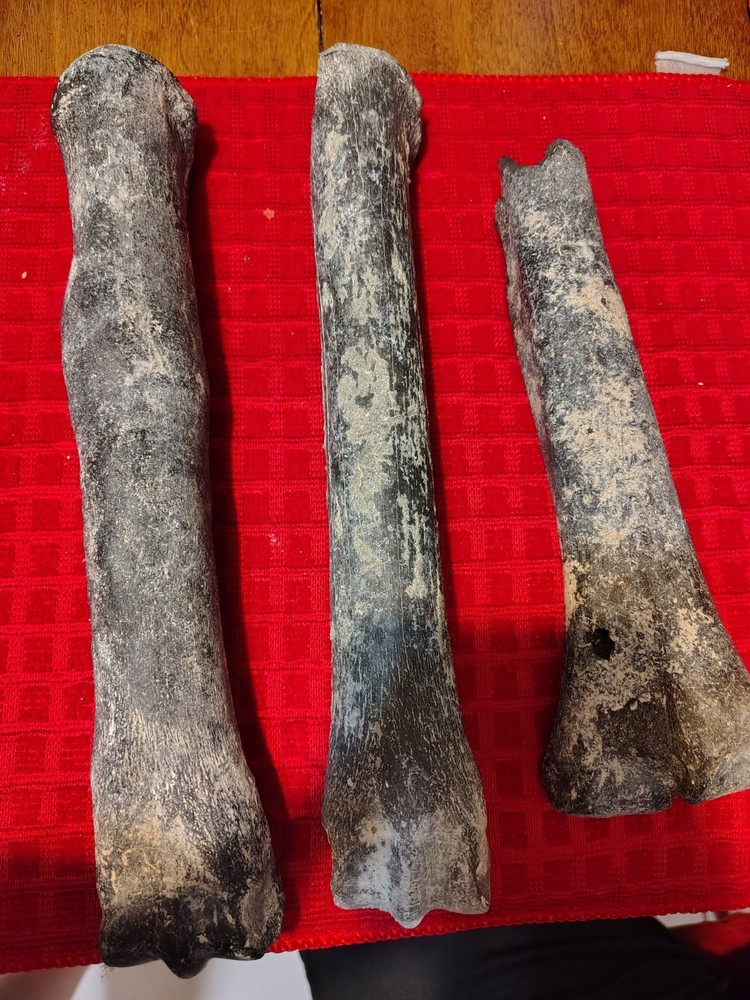 Deer Bone Fossils