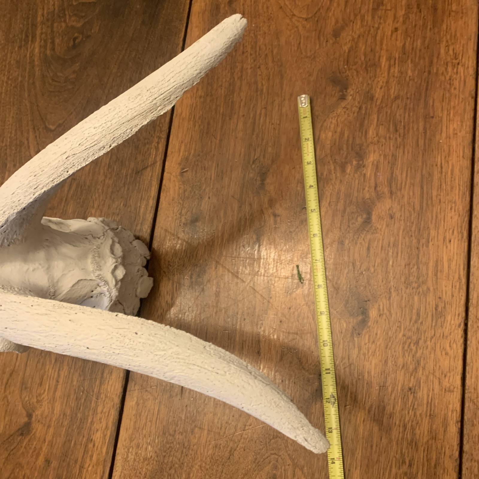 Large Authentic Goat Or Ram Skull - Taxidermy - Clean - Oddities Friendly