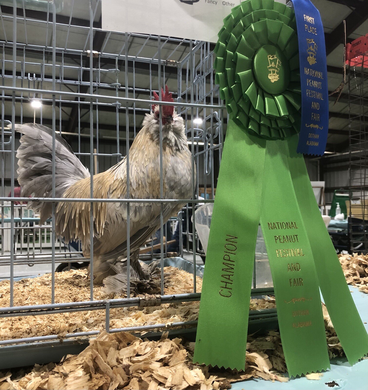 12+ PORCELAIN D’UCCLE BANTAM Fresh Hatching Eggs. Laying Now.