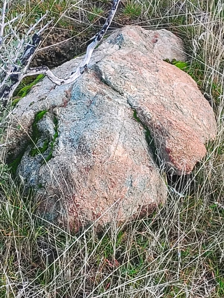 rocks gems minerals petrified wood