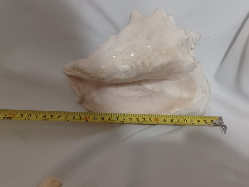 Assorted Large Conch / Seashell Lot See Pics