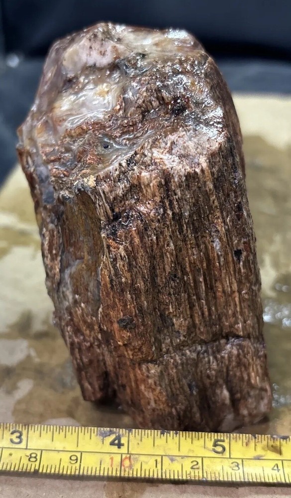 Silver Creek Junction petrified wood