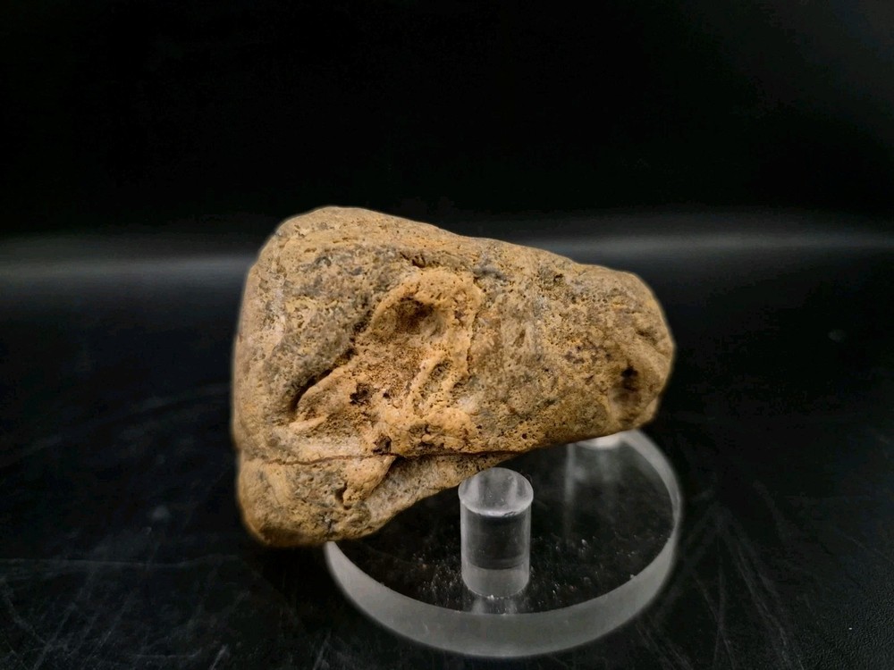 Sauropod Skull Fossil 🦕