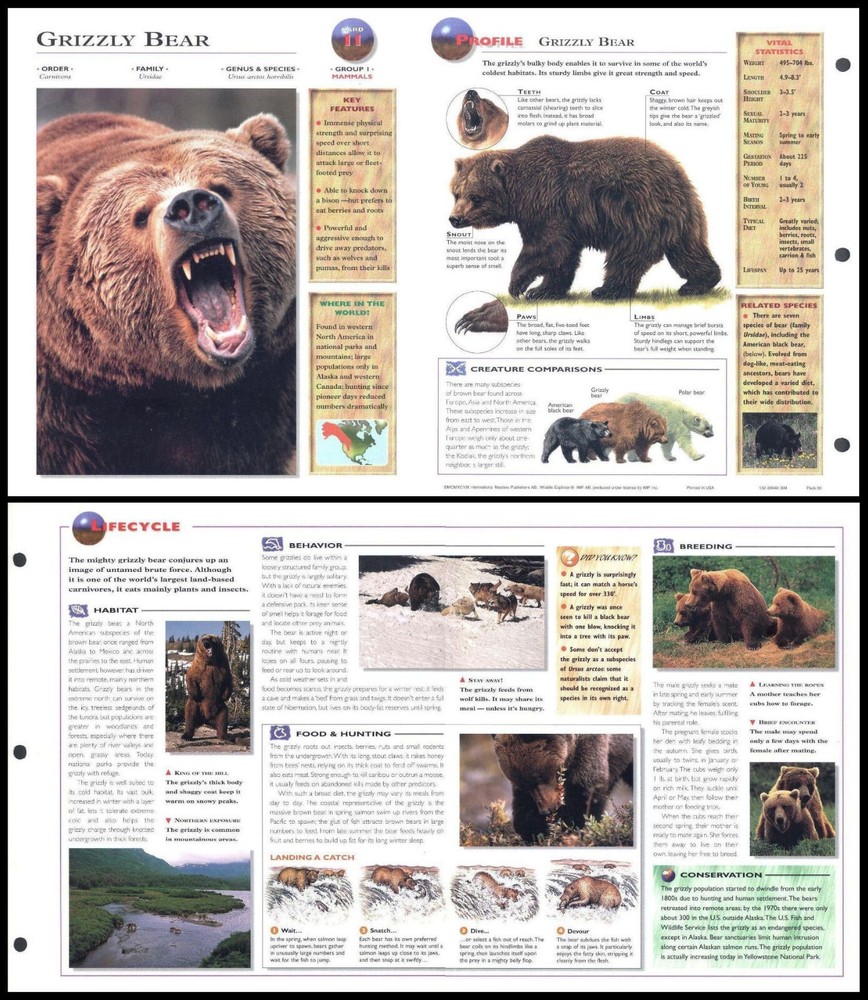 Fold-Out Sheet - Grizzly Bear - 11