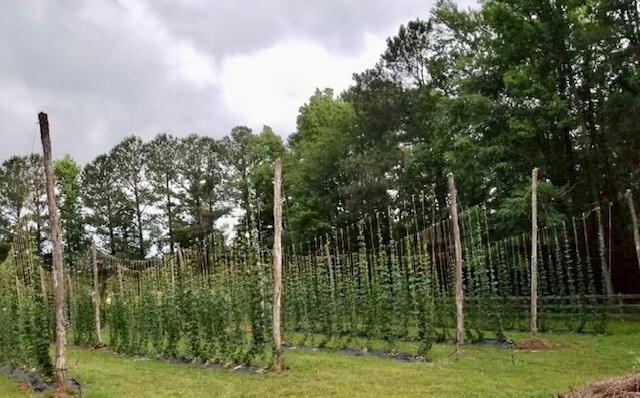 Whole Leaf Hops - Cascade - Home Brewing or Tea (one pound package)