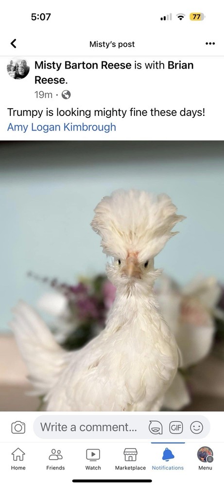 12 Polish Chicken Hatching Eggs (NPIP Certified)