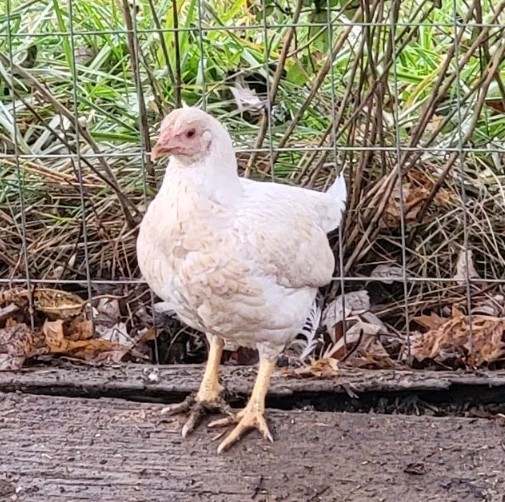 6+ Dark&Light Cornish &Splash Cornish Btm Hatching Eggs