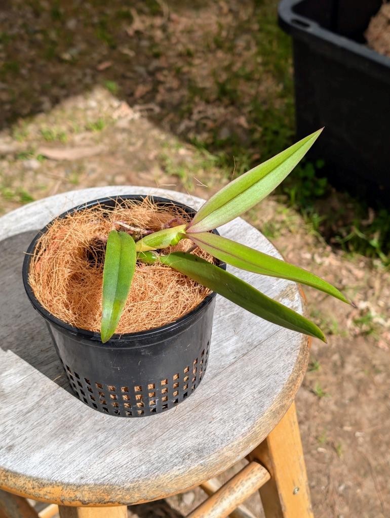New Orchid Hybrid Epicattleya Redwood Sunset. Pendant Plant, Red-Orange Flowers!