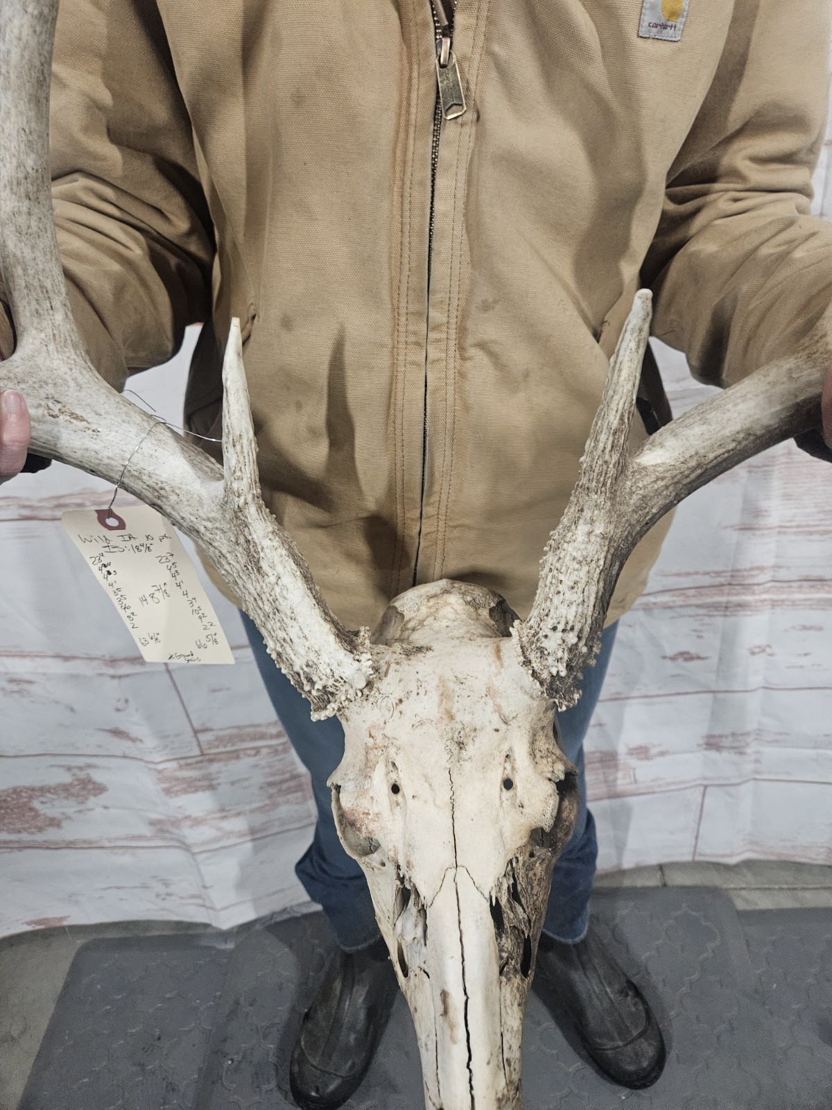 Wild 10 Point Whitetail Deer Antler Rack Horn European Skull Mount Man Cave 148"