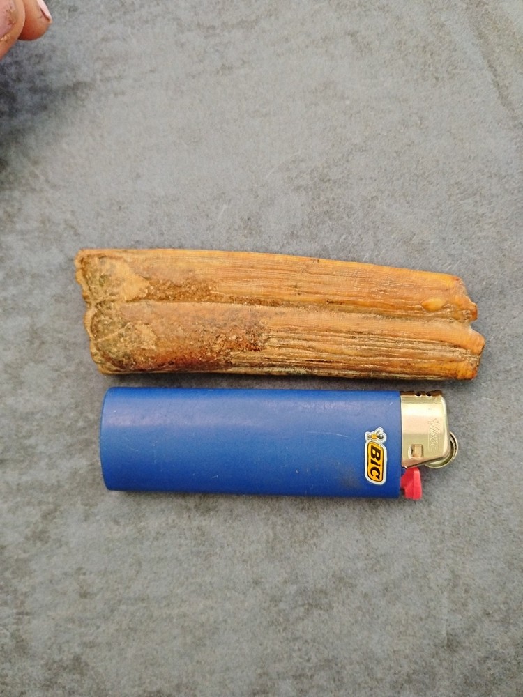 Fossilized Walrus Or Hippo Molar Tooth
