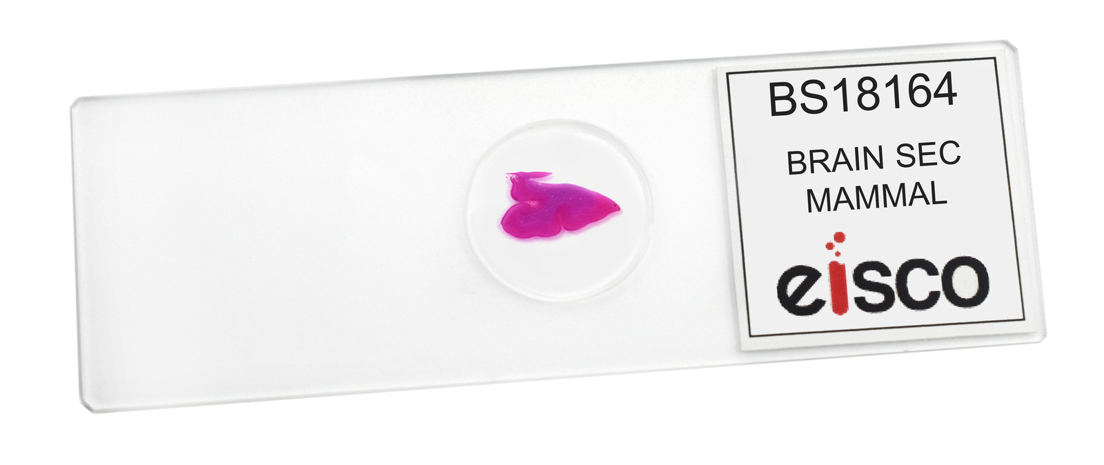 Brain Section - Prepared Microscope Slide - 75x25mm - Eisco Labs