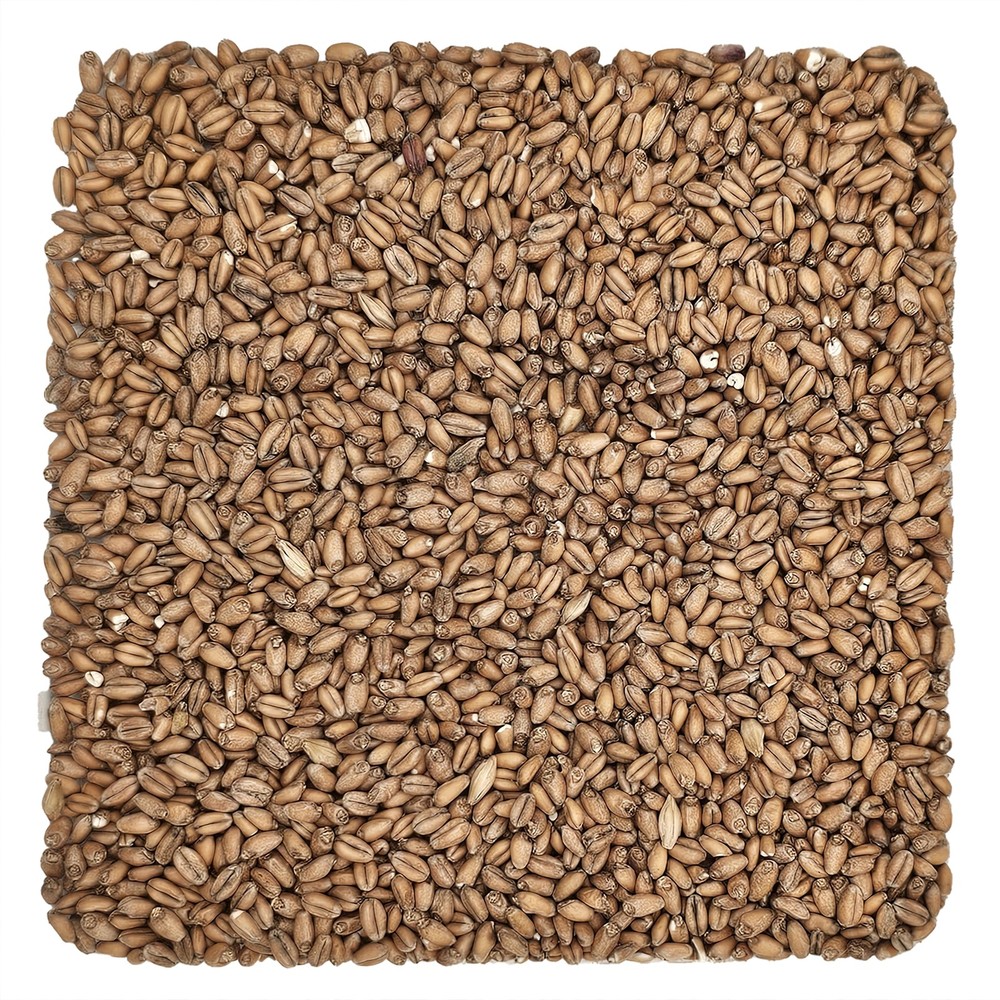 Home Brew Ohio Red Wheat Grain 1lb