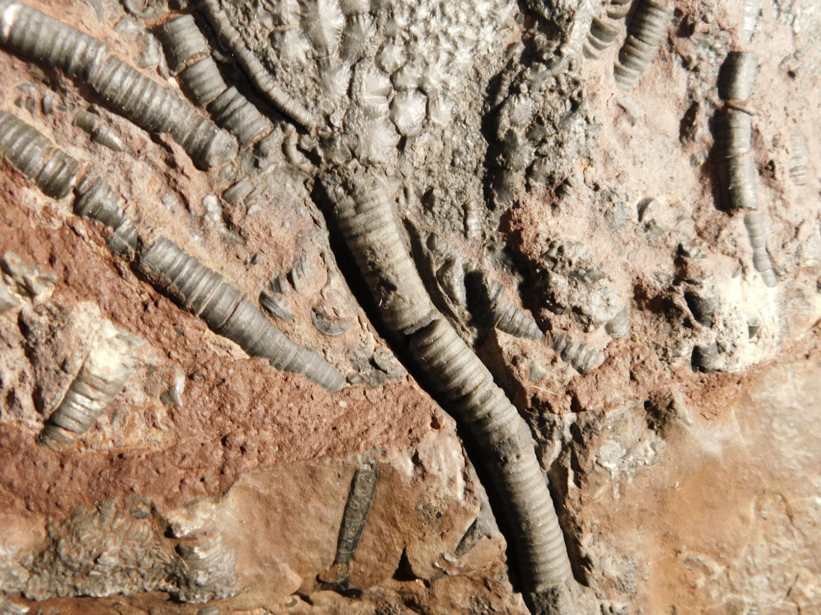LARGER! 430 Million Year Old! CRINOID Fossil or Sea LILY Fossil Morocco 1221gr
