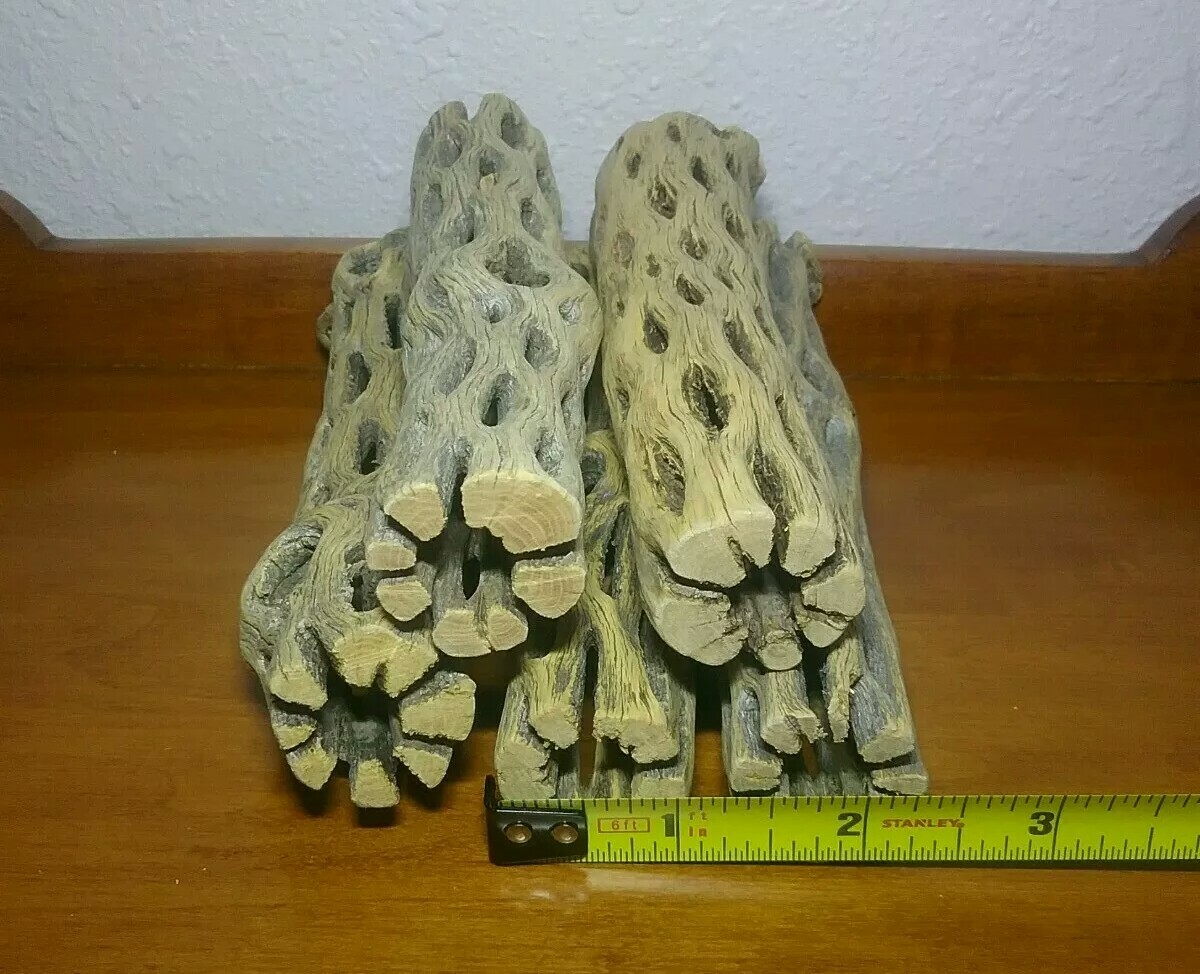 10 LARGE 6" inch CHOLLA Wood | CLEANED! | AQUARIUM | Air Plant, Crafts | Cactus
