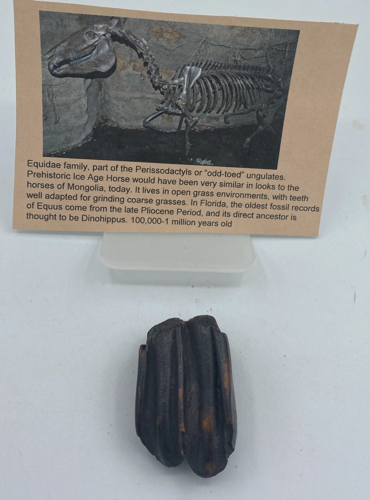 Fossil Bison Tooth Mod West Pleistocene Age  Q60