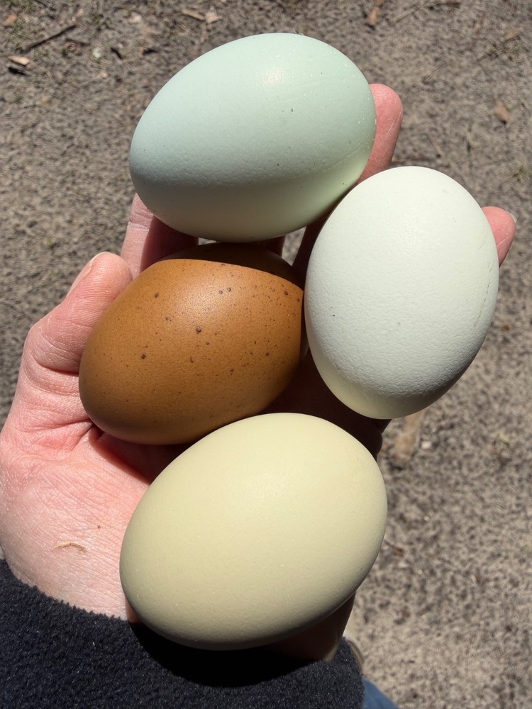 CHASING THE RAINBOW - 12 Olive Egger Hatching Eggs NPIP Certified, AI clean