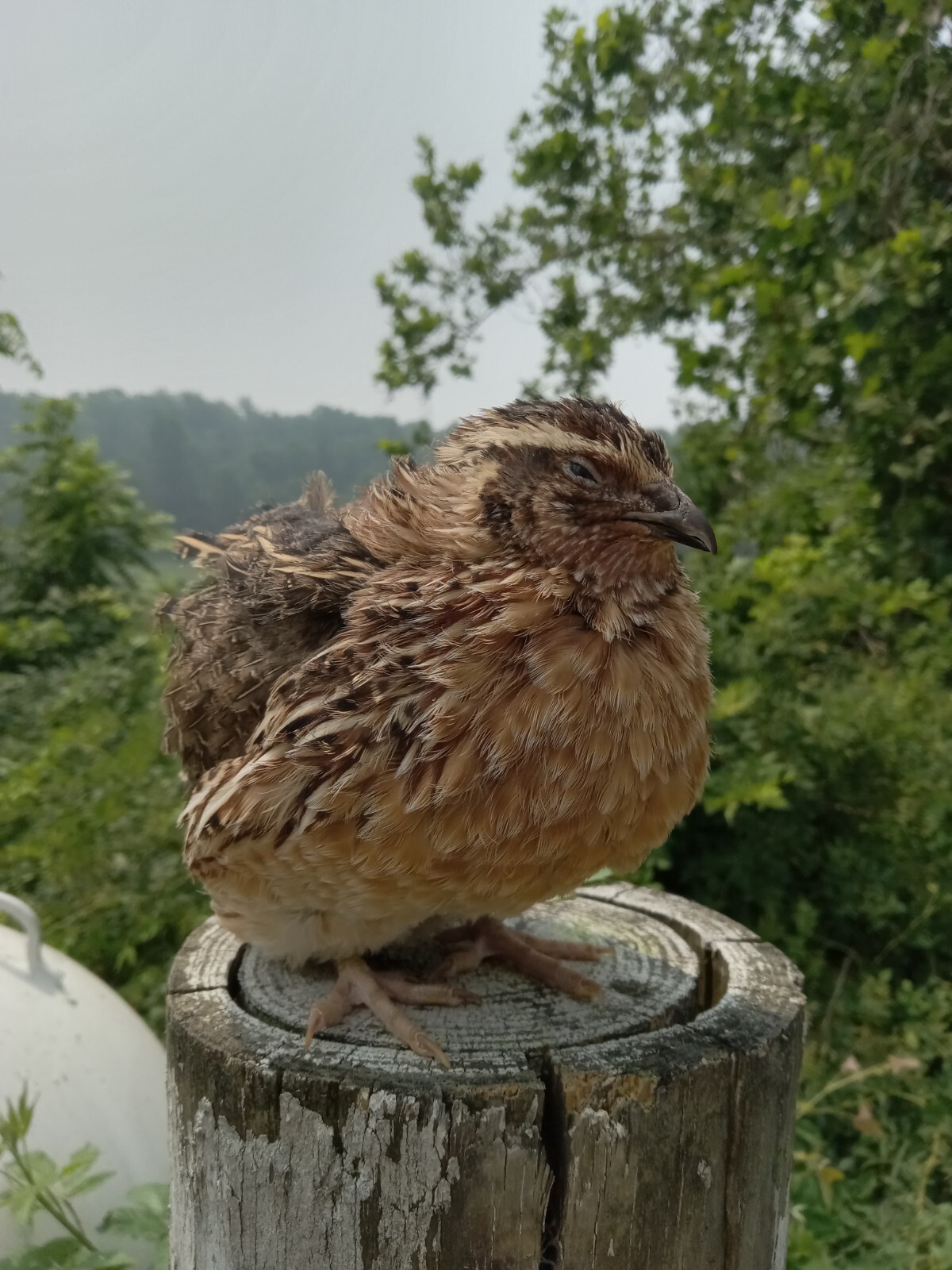 33+ KINGsBROWN XL. JUMBO brown coturnix quail hatching eggs,