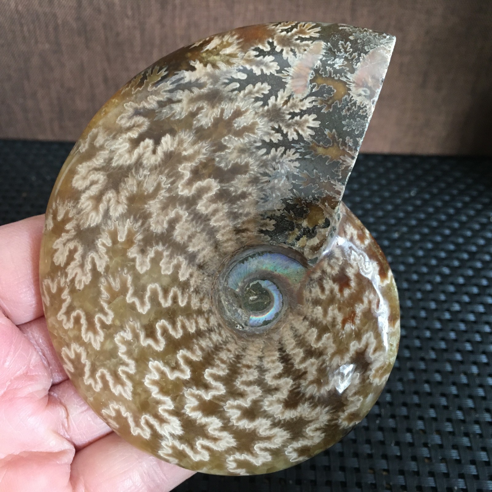 239g Natural polishing Ammonite crystal specimens fb1027