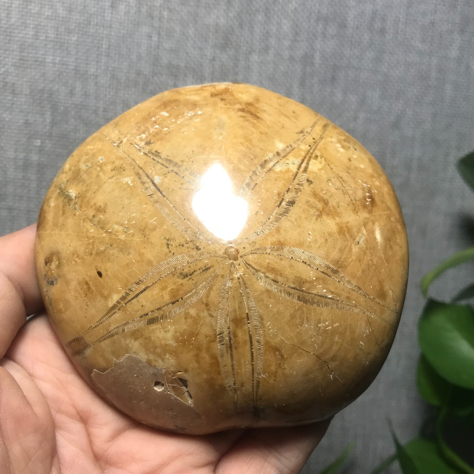 207g Starfish Crystal Specimen 16