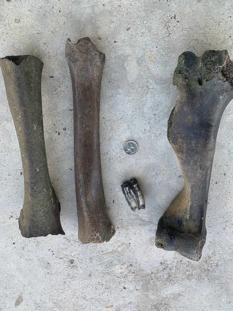 Fossilized Bison Bones