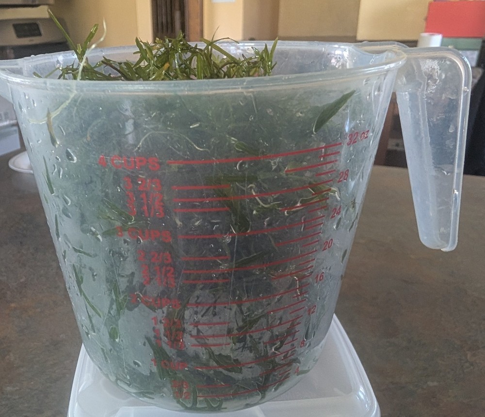 GUPPY GRASS.....12 CUPS.....SEE VIDEO!