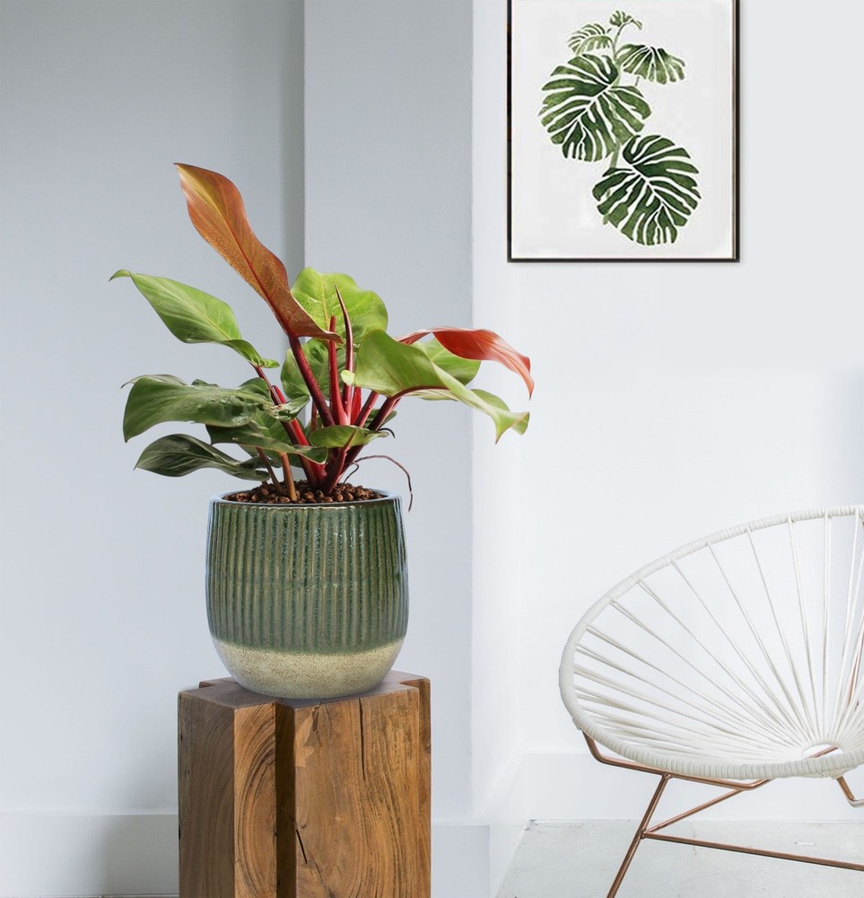 6" Green Sable Planter