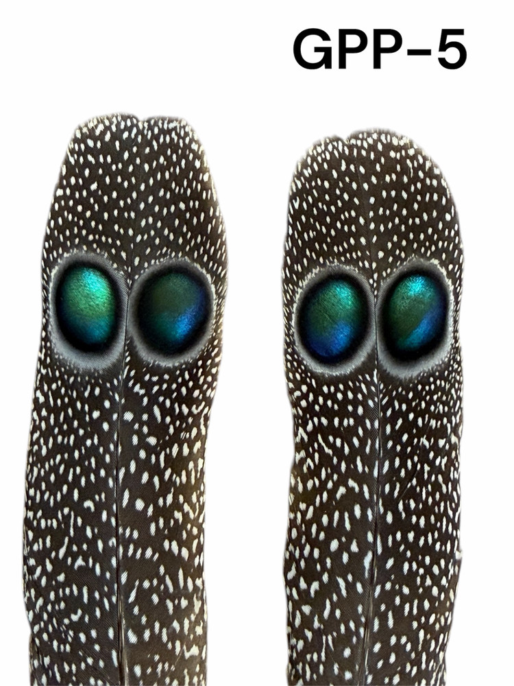 Grey Peacock Pheasant Pair set (GPP-5)
