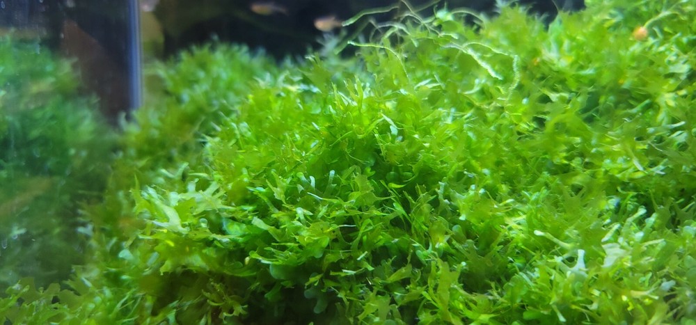 Plant/Moss Pack 1(2oz cup) Subwassertang, 1(2oz cup)Java Moss.