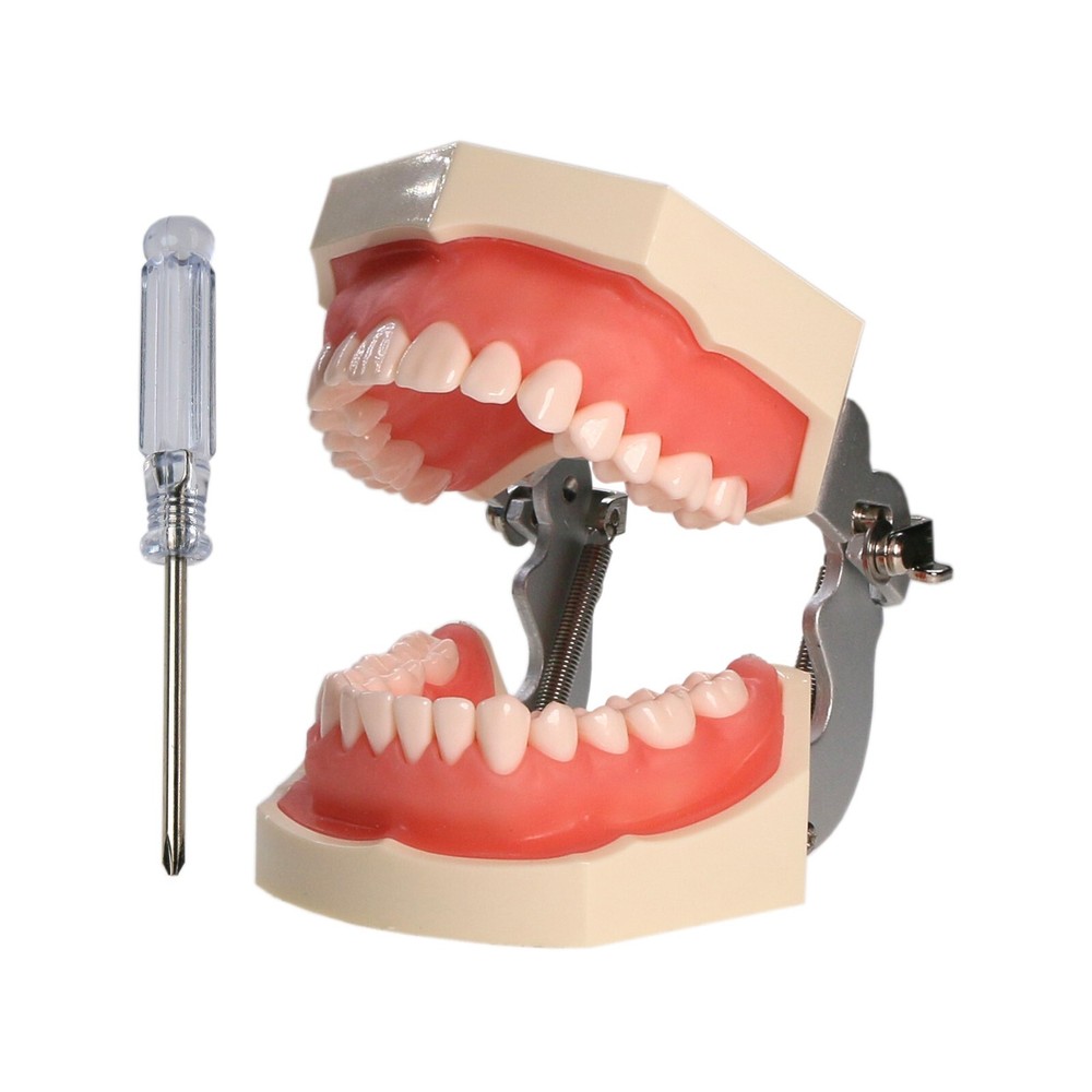 Dental Typodont 28/32PCS Teeth Models for Students Practice Model M80 Series