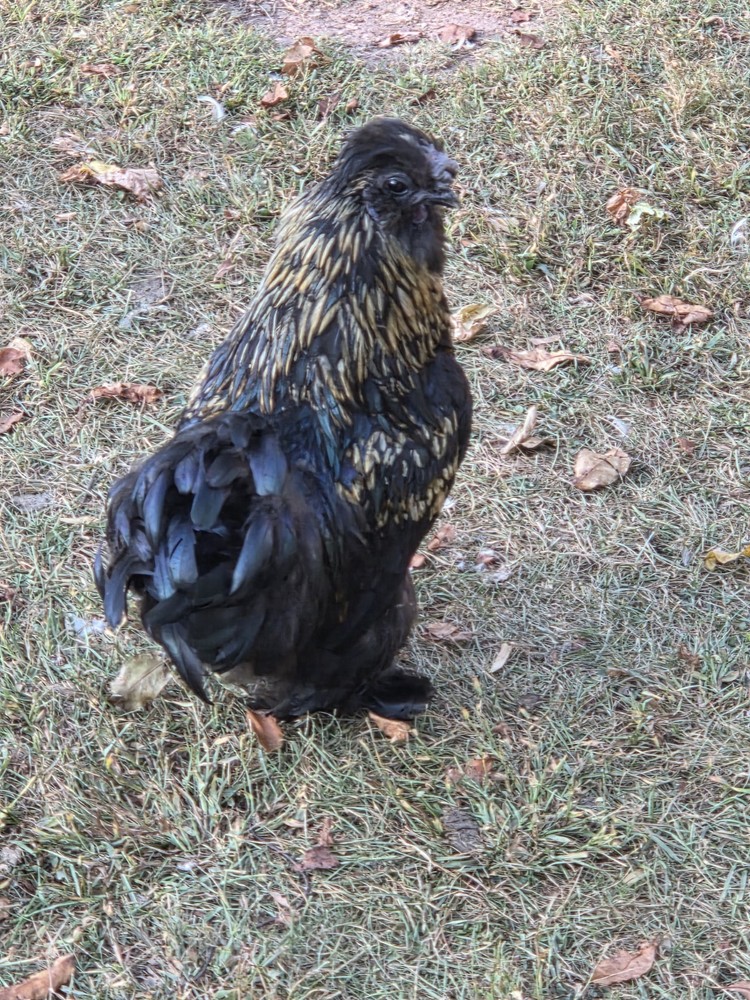 6+ Silkie Fertilized Eggs