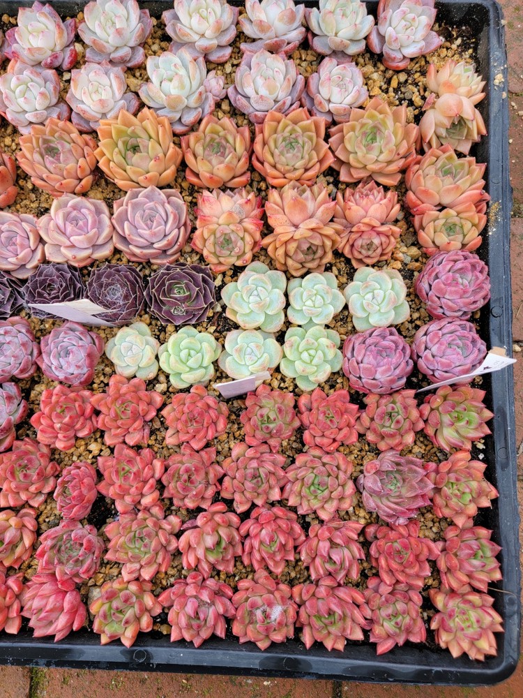 Imported mixed hybrid succulent about 2 inch each