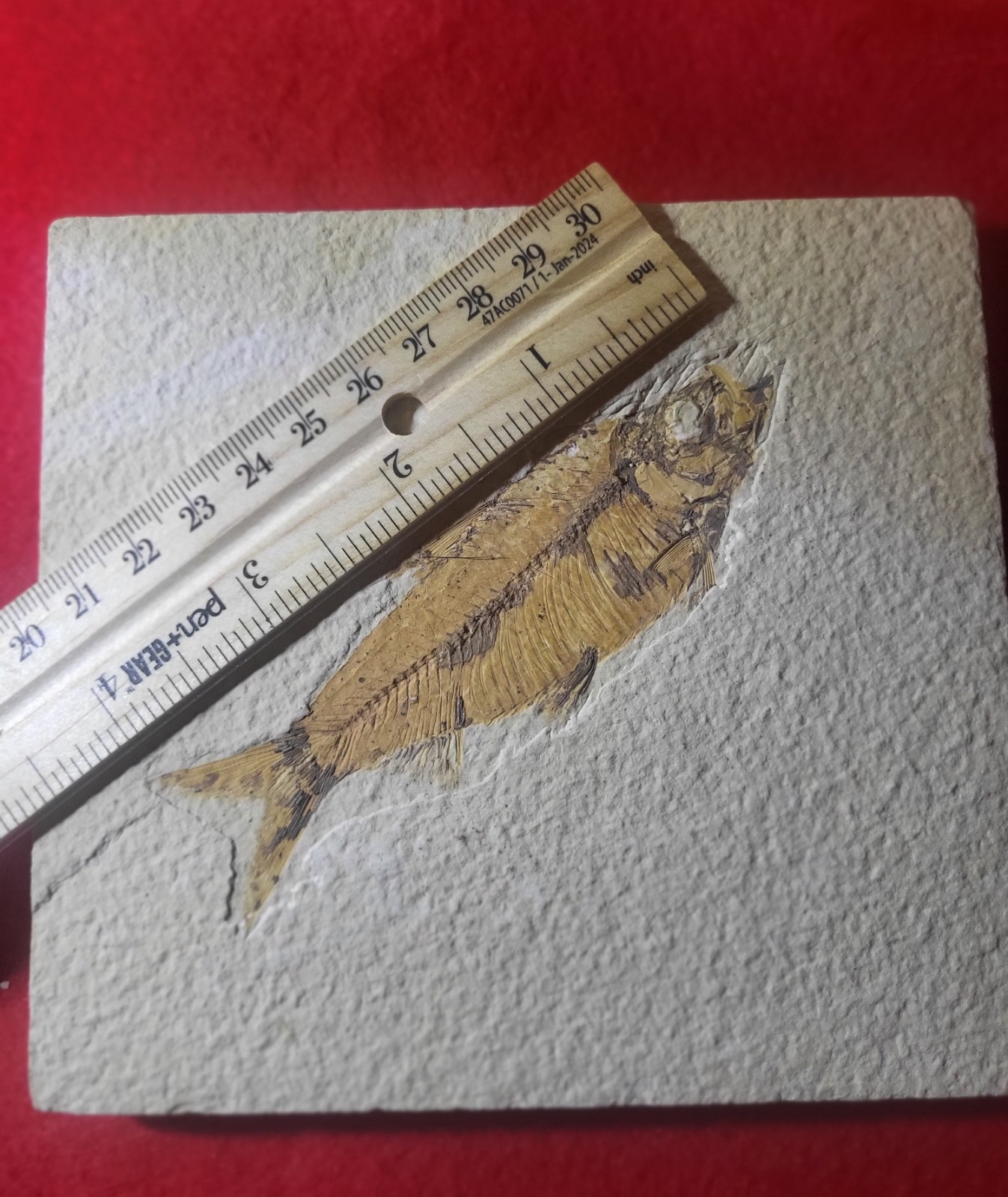 4.0"Diplomystus Sp. Fossil Fish Green River Formation Wyoming