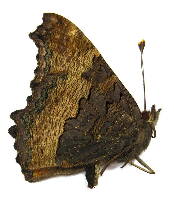 AGLAIS MILBERTI SUBPALLIDA (USA. CA)