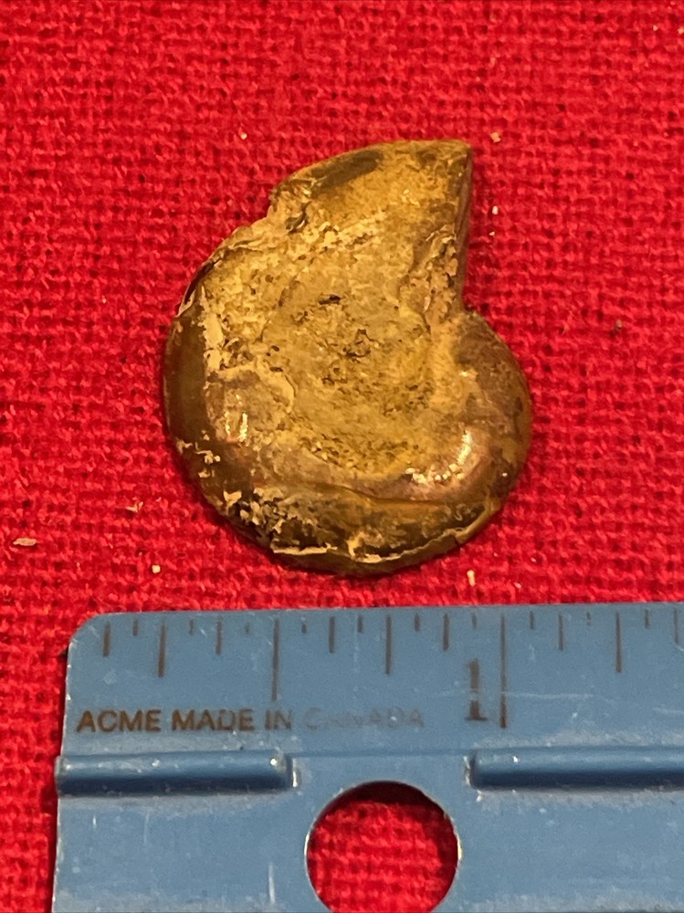 prehistoric Sea animals, Fossilized