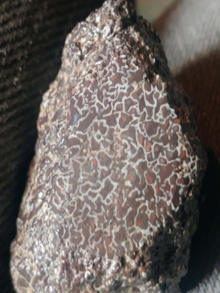 Small Beautiful Agitized Dino Bone