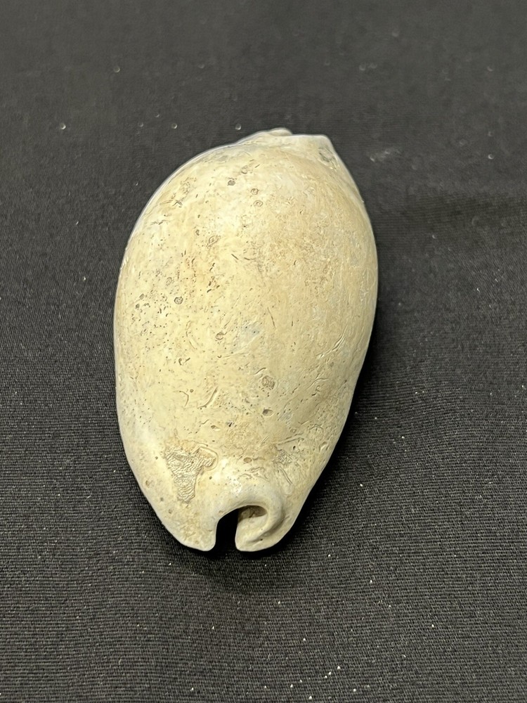 EXTINCT Fossilized COWRIE Shell From Central Florida - Pliocene Era.