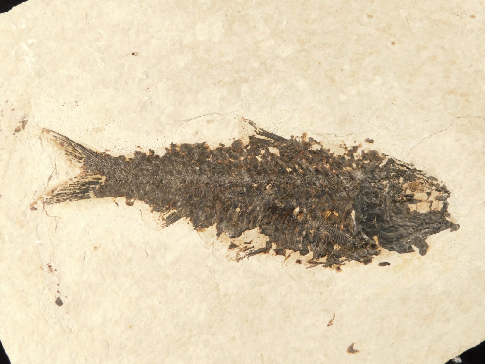 Larger! 50 Million Year Old Knightia FISH Fossil on Big Matrix Wyoming 721gr