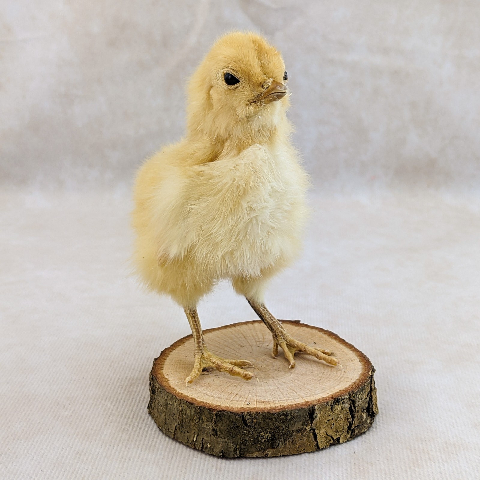 BABY Chick Chicken standing w/ wood base real taxidermy Curiosities oddity gift