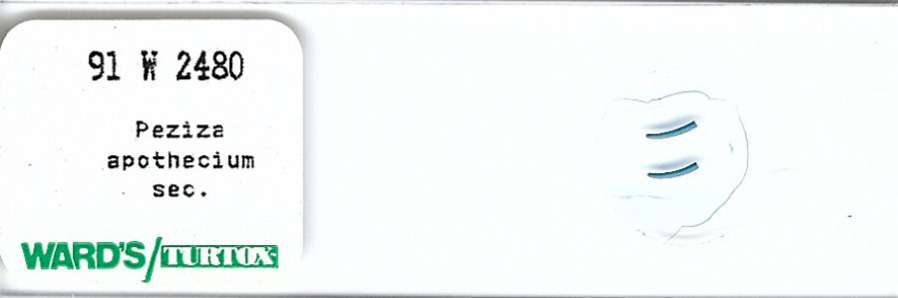 Peziza apothecium Microscope Slide