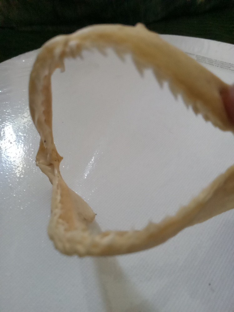 Lizard Sharp Teeth skeleton
