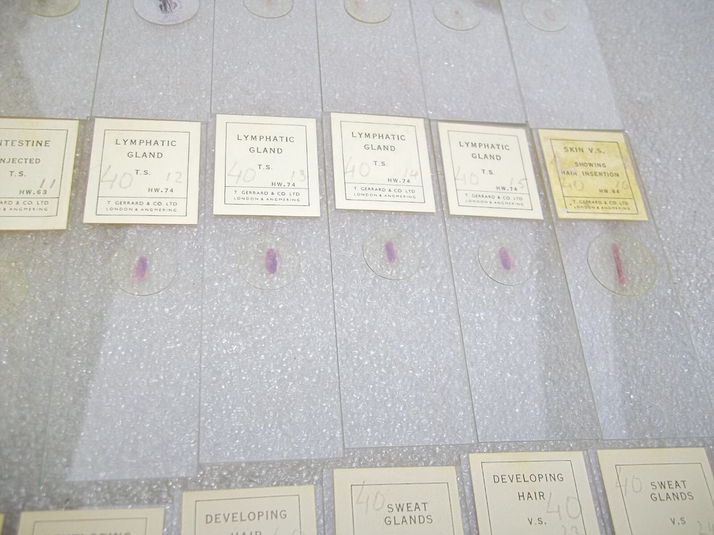 Vintage Glass Microscope Slides -