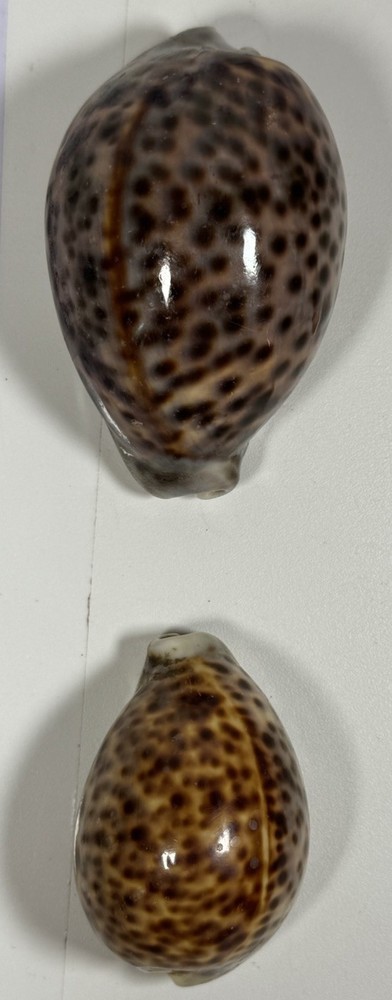 Conchiglia - Shell : cypraea Shells 2 Lot