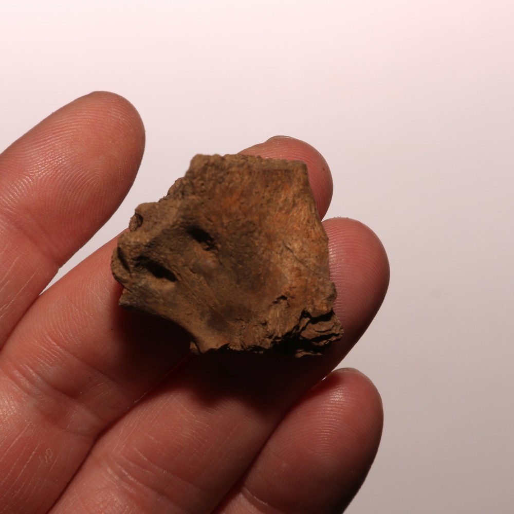 Dinosaur Process / Brain Case Partial Hell Creek Formation - Dinosaur Fossil