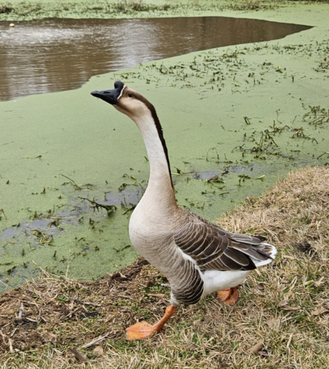3 + African Goose Hatching Eggs Fertile Louisiana Farm Fresh MULTIPLES AVAILABLE