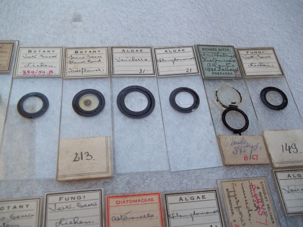 Vintage Glass Microscope Slides - As shown